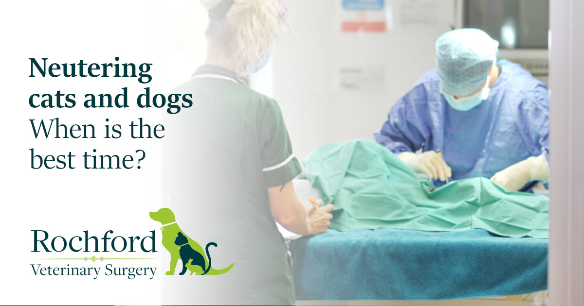 Neutering cats and dogs When is the best time? Rochford Vets