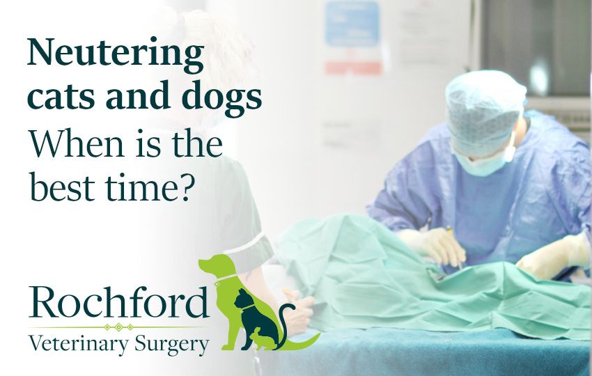 neutering cats and dogs