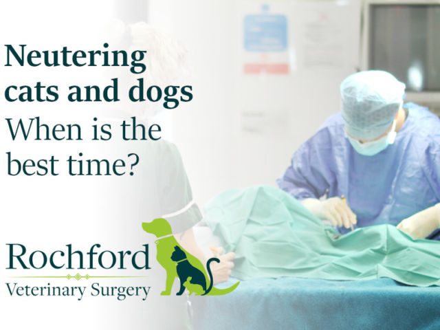 neutering cats and dogs
