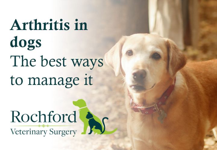 Arthritis in dogs The best ways to manage it Rochford Vets