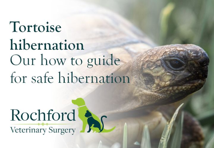 Tortoise Hibernation Our how to guide for safe hibernation Rochford