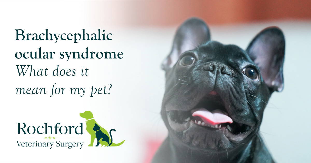 Brachycephalic ocular syndrome What does this mean for my pet