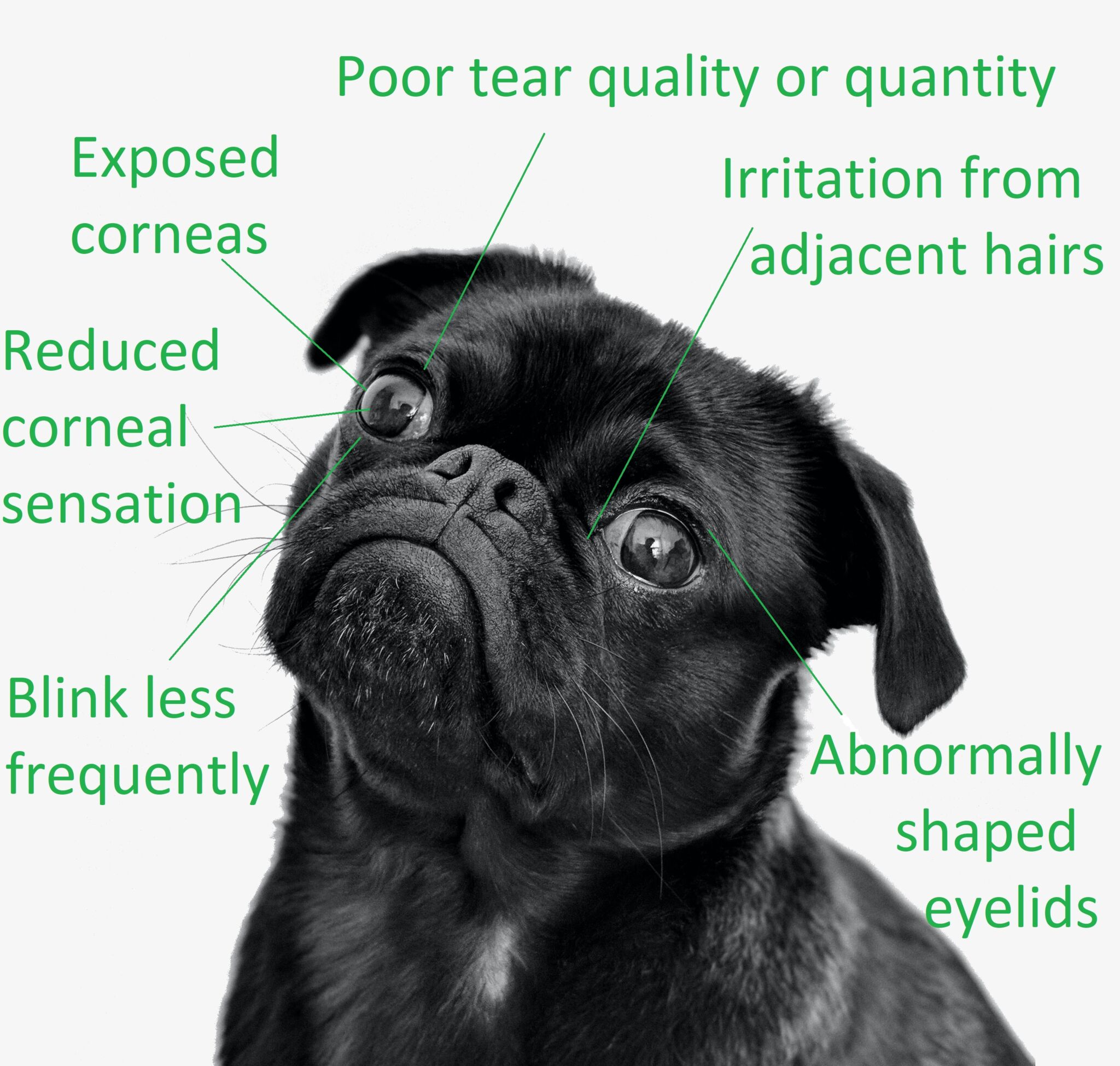 Brachycephalic ocular syndrome What does this mean for my pet