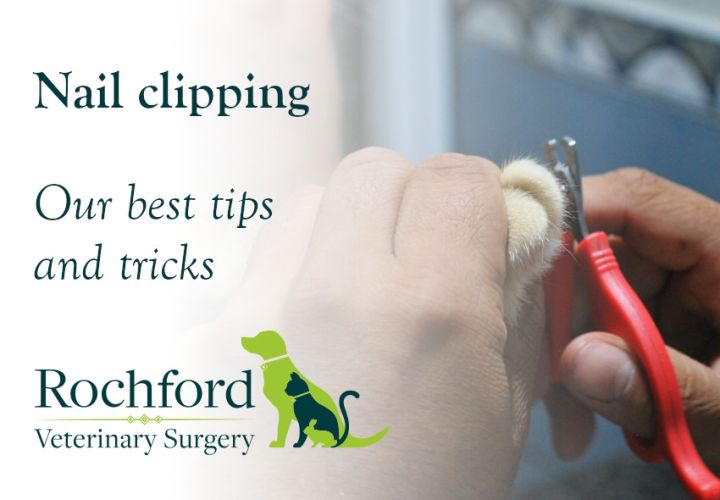 Nail clipping Our best tips and tricks Rochford Vets