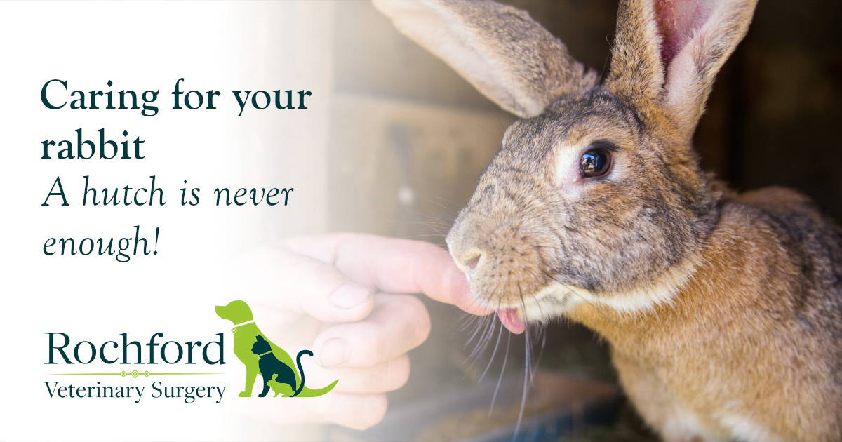 Caring for your rabbit A hutch is never enough! Rochford Vets