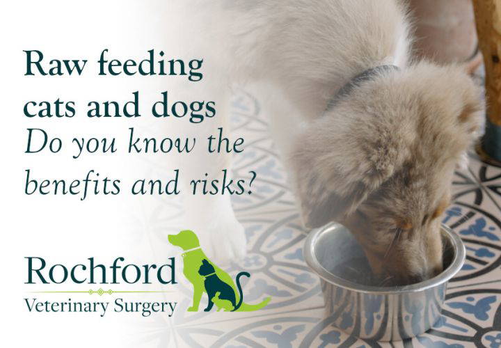 Raw feeding cats and dogs Do you know the benefits and risks