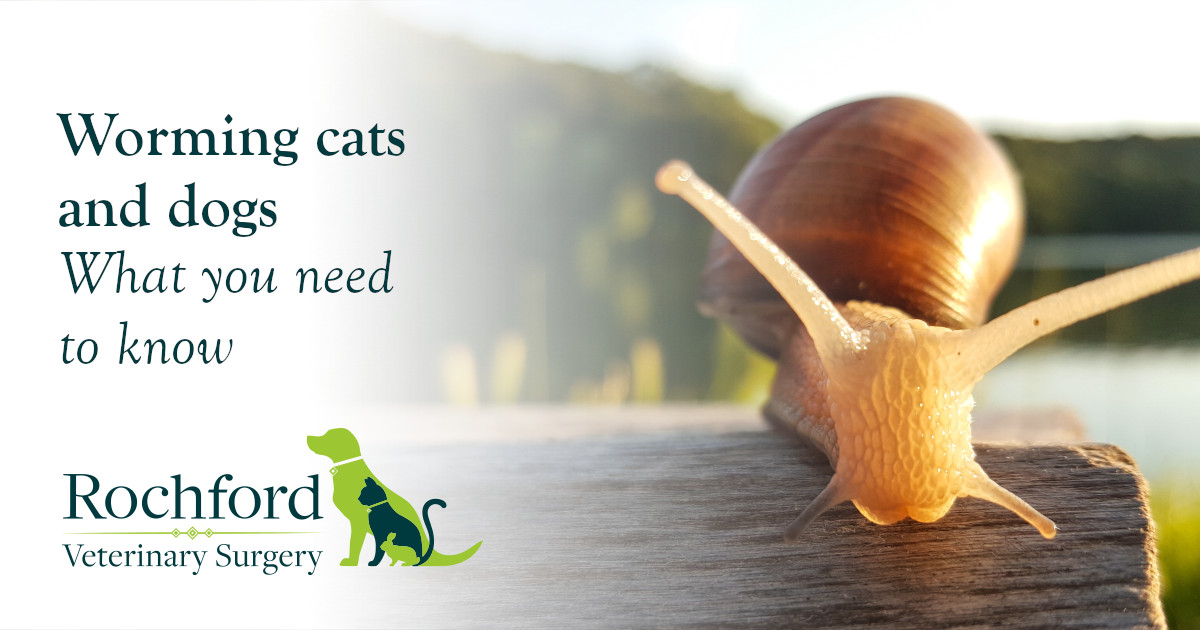 Worming cats and dogs What you need to know Rochford Vets