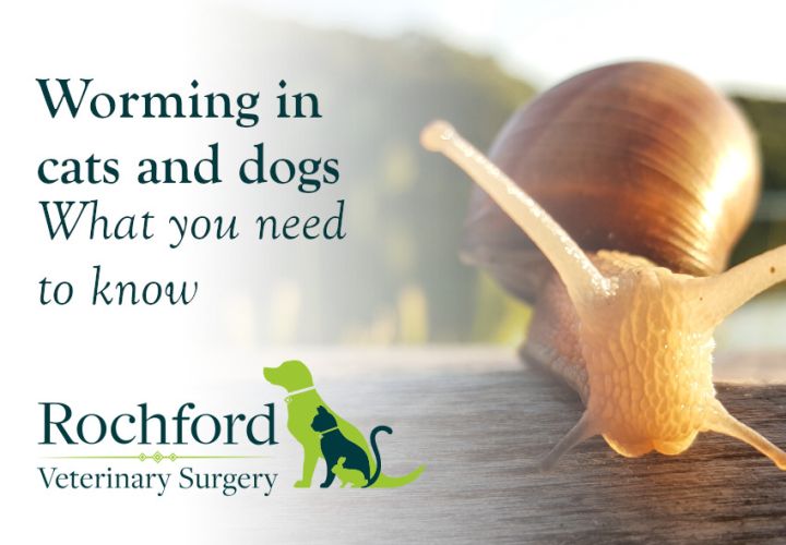 Worming cats and dogs What you need to know Rochford Vets