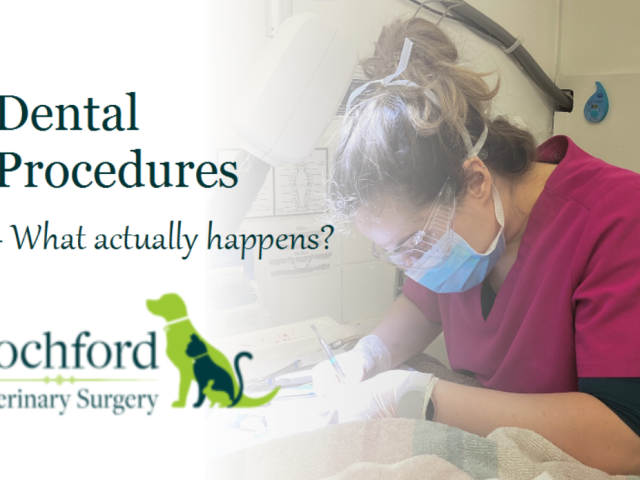 Dental procedures feature pic