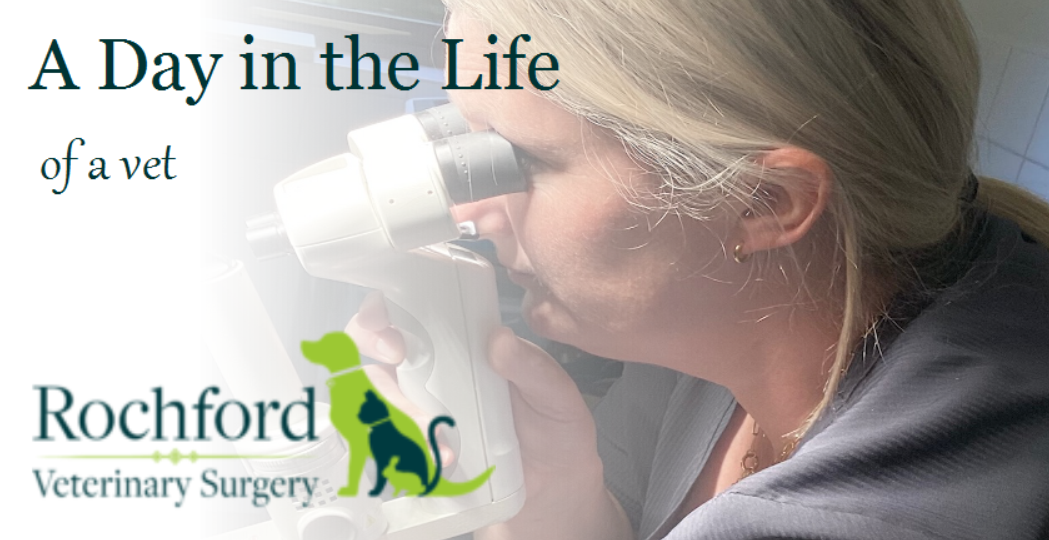 a day in the life of a vet feature pic