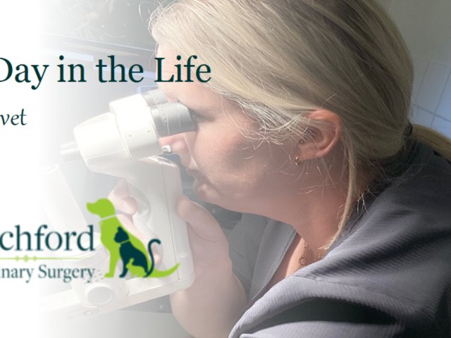 a day in the life of a vet feature pic