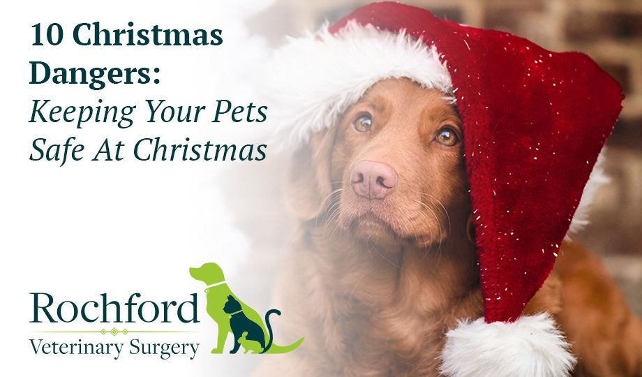 Keeping Your Pets Safe At Christmas