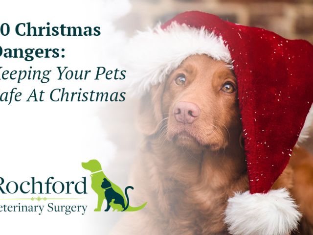 Keeping Your Pets Safe At Christmas
