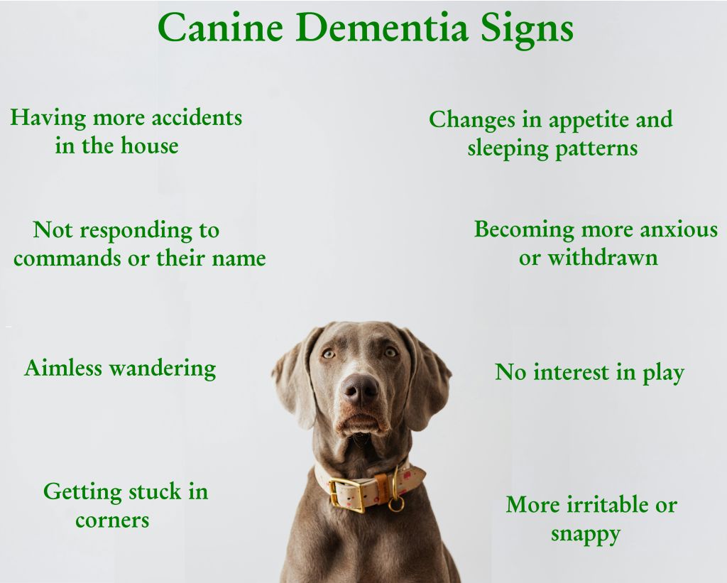 Canine dementia signs