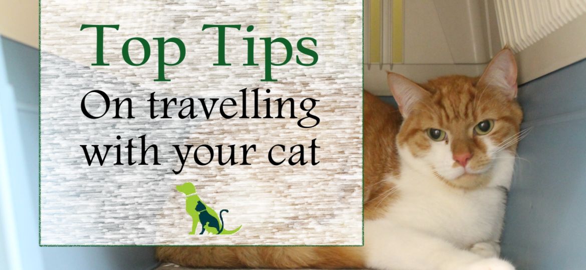 Cat travel pic