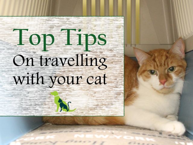Cat travel pic