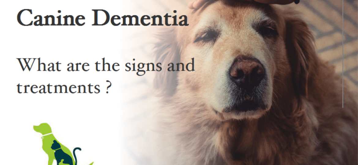 canine dementia feature pic