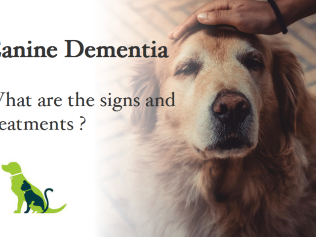 canine dementia feature pic