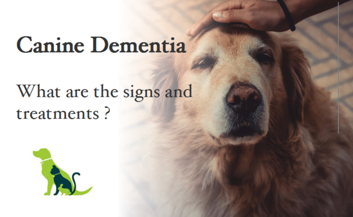 Photo inspiration: Visual Reference: Canine Dementia What Are The Signs And Treatments