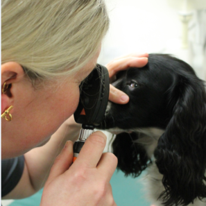 peggy eye exam peggy eye exam
