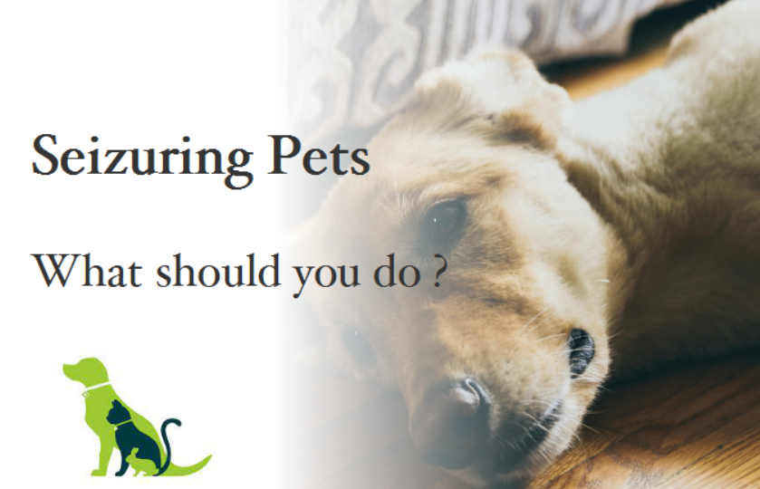 Seizuring pets pic